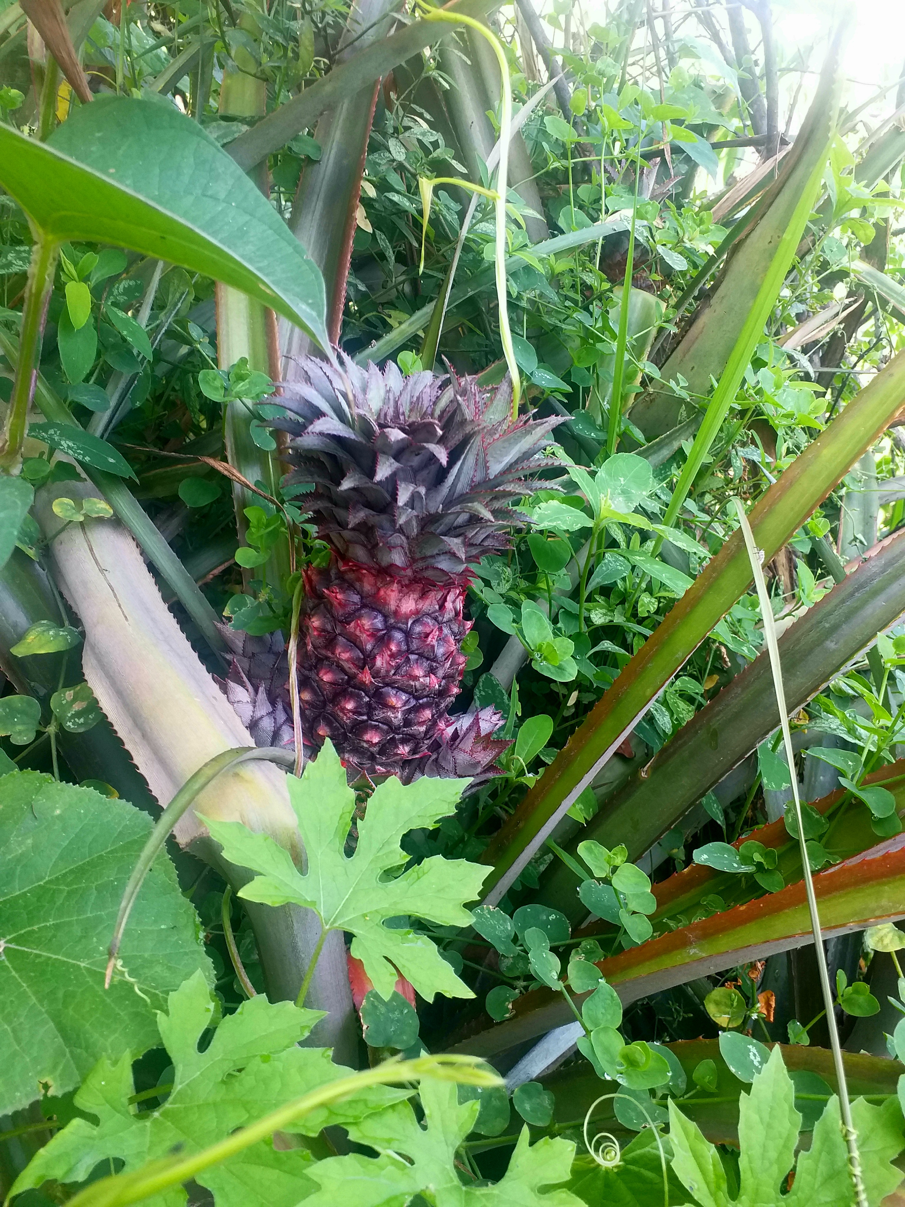 A Pineapple inside the green leaves.