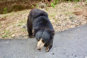 A sloth bear(Melursus ursinus) crossing the road. It is commonly known as the Indian bear. From Bannerghatta, Karnataka.