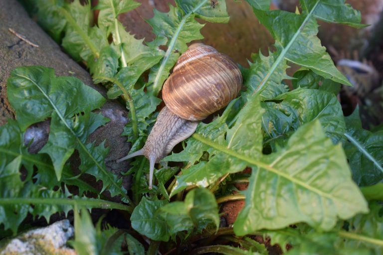 A snail slowly crawls on lush green leaves, blending with the leafy plant it sits on.