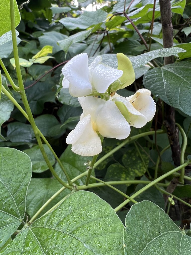 Stunning white blossom.