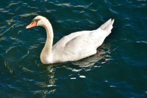 A mute swan(Cygnus olor). From Split, Croatia. 