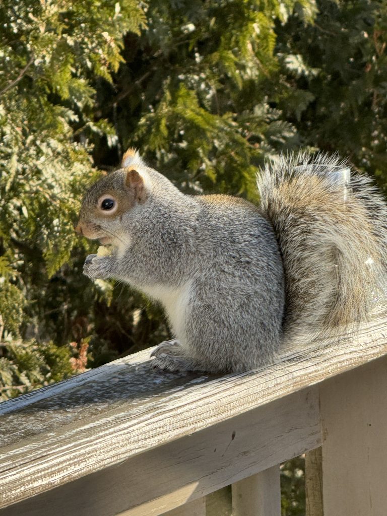 A grey squirrel eating on the railing of a deck.