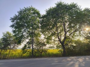 In the photo, a road is visible with trees. The sun shines through the trees, casting a warm glow and creating a beautiful play of light and shadow. The vibrant green grass in the middle adds to the picturesque scene, making it a peaceful and inviting setting.