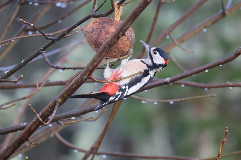 Male Greater Spotted Woodpecker scientific name Dendrocopos major. Feeding from a coconut shell hanging in a Sycamore tree on a Winter’s day in Scotland.