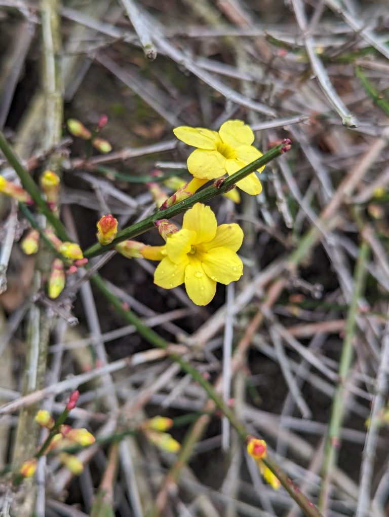 Super close up of small yellow flower and yellow and red buds of same flower, kinda wet