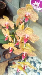 Phalaenopsis Orchid 

