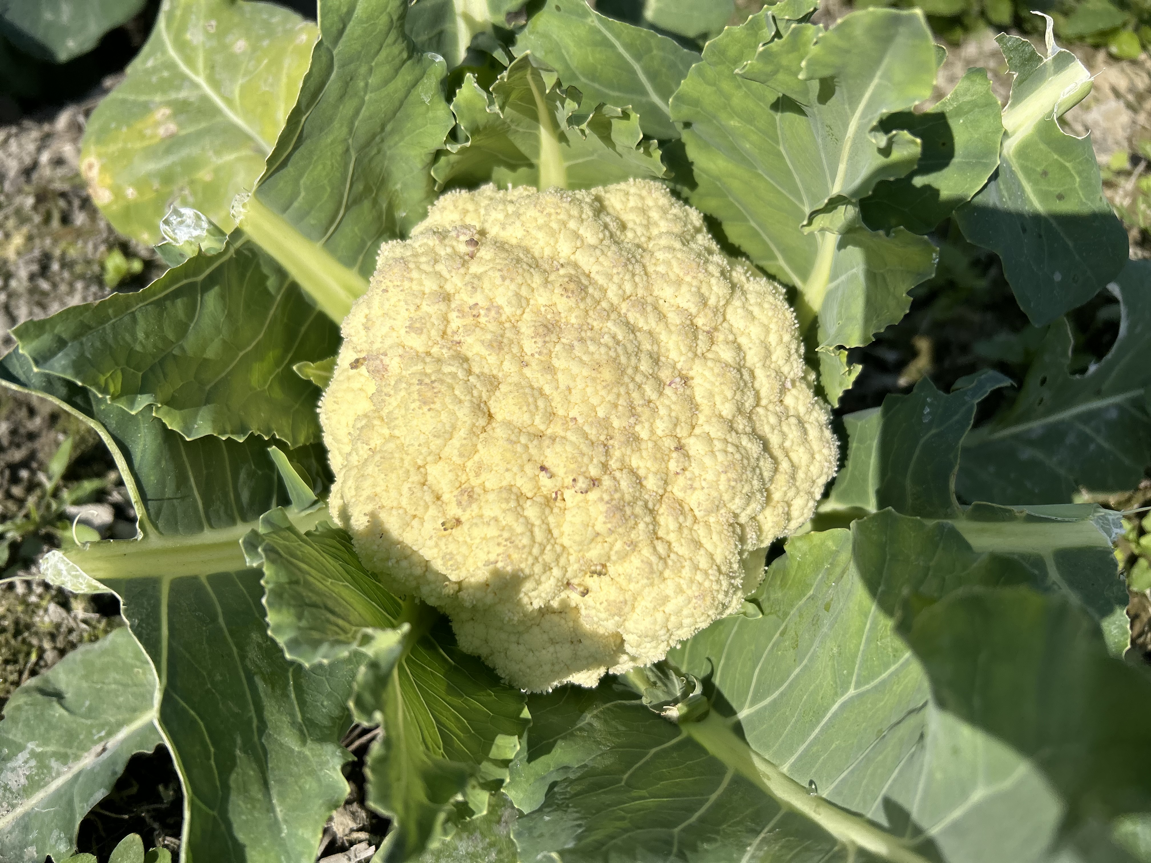 Organic Cauliflower!