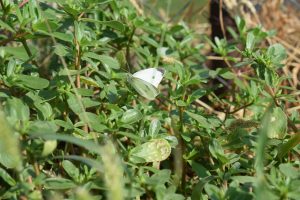 A closeup of a white butterfly sitting on a leaf of a plant.