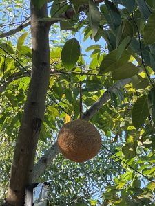 A tree branch supports a hanging bird nest.