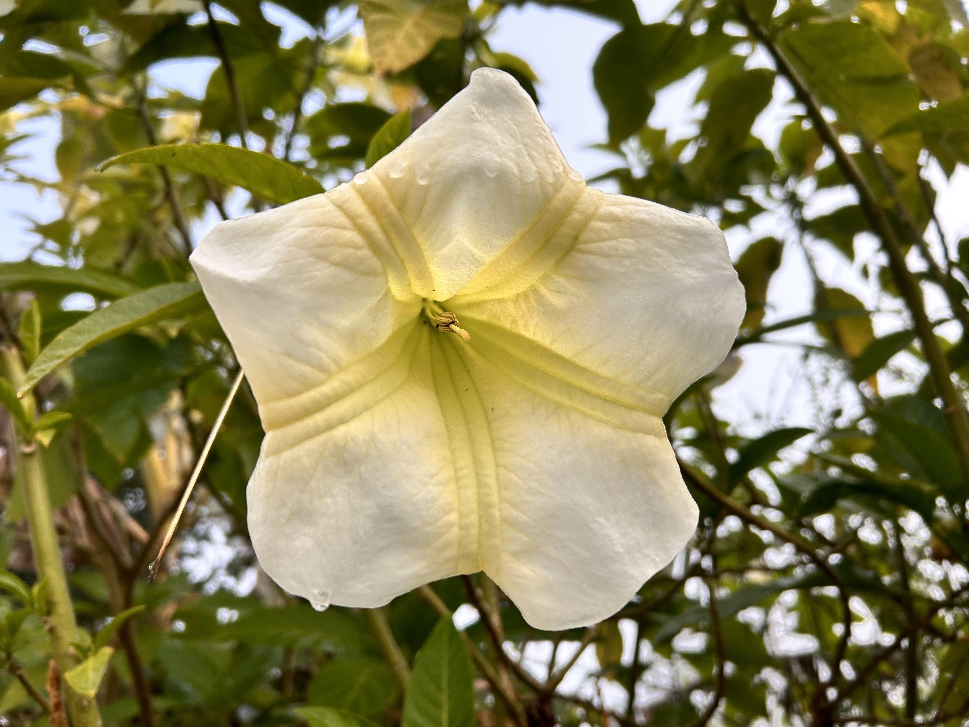 White trumpets harmonizing in nature's melody!
