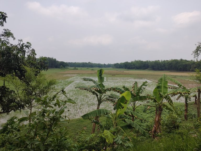 The crop field after cropping the cattle flooded with some water and banana trees in front of the fields.