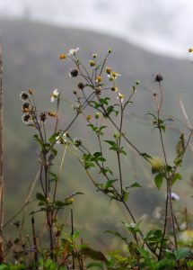 A small plant with yellow flowers on a misty morning.