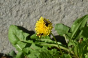 A bee on the flower