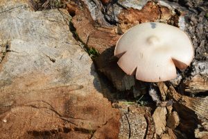 A mushroom grew on the cut tree