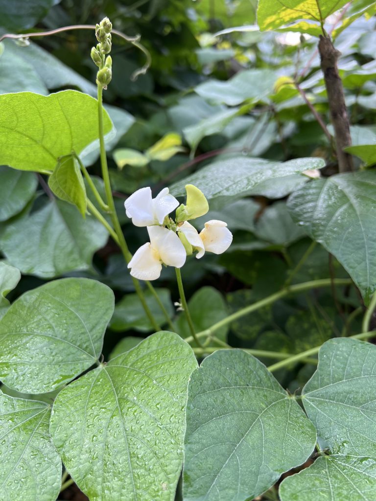 A flower that is white in color and has green leaves.