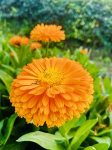 View larger photo: Yellow marigold flowers in the garden look very nice and beautiful.