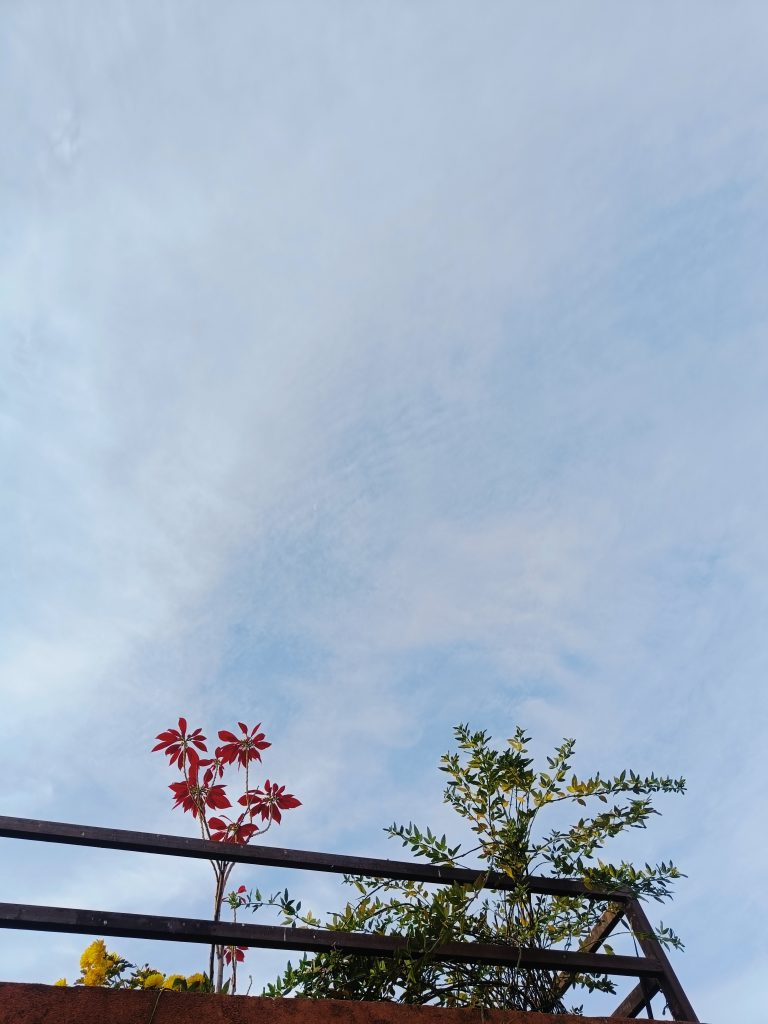 Flowers and blue sky