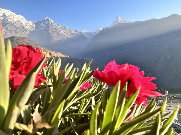 Red flowers blooming in the foreground, set against the breathtaking backdrop of the snowy Himalaya range, captured through the lens.