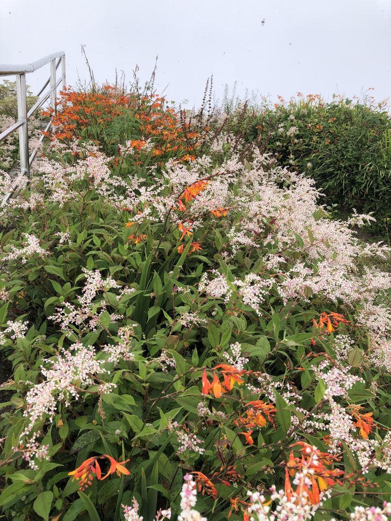 White and orange wild flowers