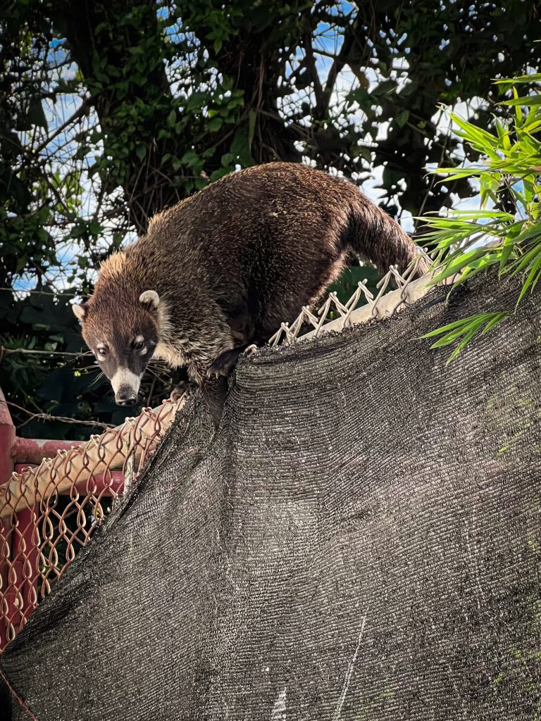 Coati mundi animal on top of a chain-link fence, looking at the camera