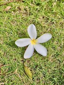 A fallen plumeria alba flower. From Thasarak, Palakkad, Kerala. 