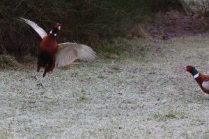 Male Pheasants exhibiting aggression while engaged in combat.