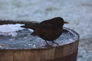 Female Blackbird standing on the edge of a frozen water filled wooden half barrel