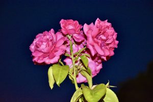 Night view of Rose flowers. From Cathédrale Notre-Dame de Paris. 