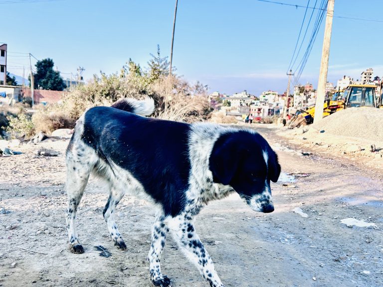 A dog freely exploring along the banks of Nakhu River!