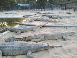 Crocodile in royal chitwan national park, Nepal