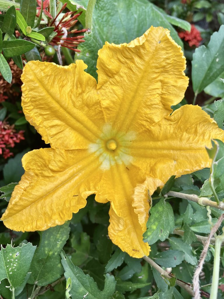 Close up of pumpkin flower. From our neighbourhood, Kozhikode, Kerala.