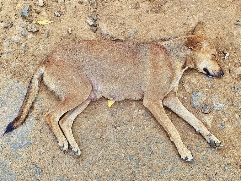 A dog sleeping in an Indian street in Palakkad, Kerala.