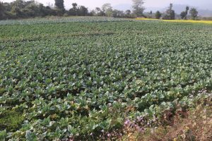 Agriculture field in Nepal