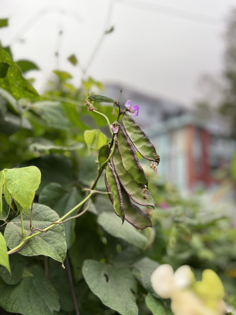 Green leaf with Bean (shim). It is one popular vegetable in south Asia.