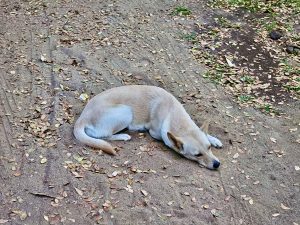 An Indian street dog is sleeping near to Muthalamada Railway Station, Palakkad, Kerala.