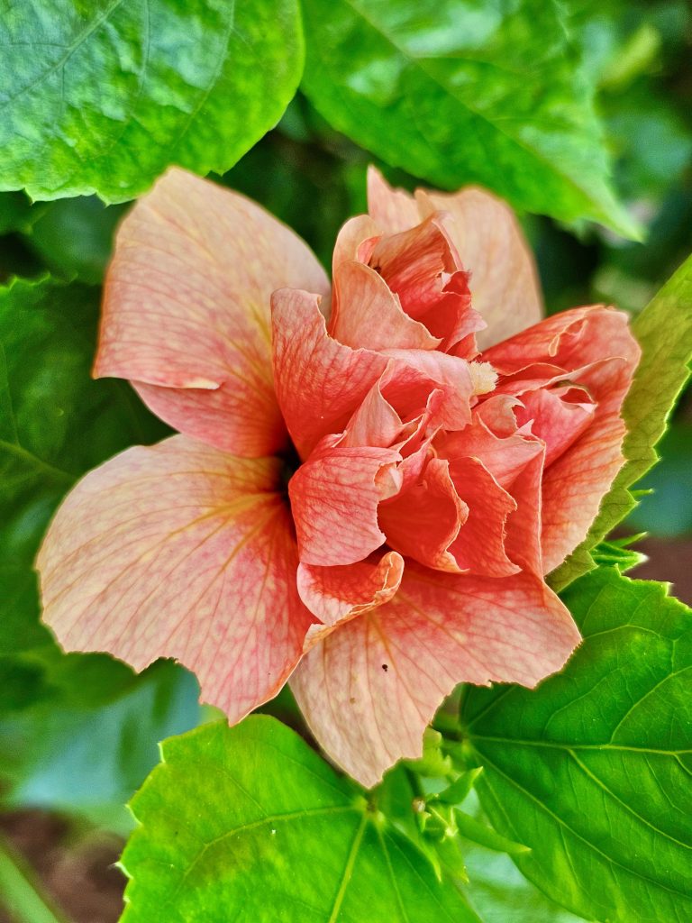 A hibiscus flower from our neighbourhood. Kozhikode, Kerala.