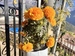 A cluster of vibrant marigold flowers in full bloom.