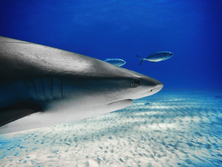 This image captures a close-up of a caribbean reef shark (carcharhinus perezi) at tiger beach, bahamas known for its clear waters and diverse marine life. The photograph, taken with a camera in a specialized underwater housing, showcases the intricate details of the shark’s facial features, including its gills, eyes, and skin texture.