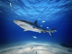 This image captures the serene beauty of a Caribbean Reef Shark swimming over the sandy ocean floor of Tiger Beach, Bahamas. The photograph, taken using an iPhone 14 Pro in a specialized diving case, conveys the graceful movement and peaceful environment of the shark’s natural habitat.
