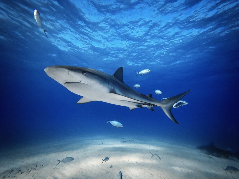 This image captures the serene beauty of a Caribbean Reef Shark swimming over the sandy ocean floor of Tiger Beach, Bahamas. The photograph, taken using an iPhone 14 Pro in a specialized diving case, conveys the graceful movement and peaceful environment of the shark’s natural habitat.