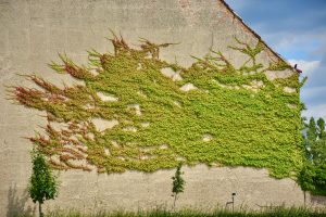 A long view of old greenish wall, a wall with creepers. From Belvedere palace, Vienna.