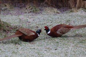 Two male Pheasants preparing to fight