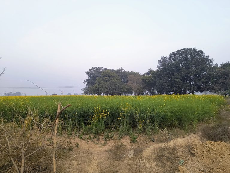 A stunning image captures a vast mustard field in full bloom.