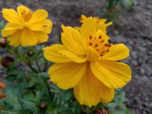 Lovely Sulphur Cosmos.
