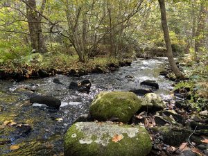 Sin and Flesh Brook in the woods of Fort Barton in Tiverton, Rhode Island.