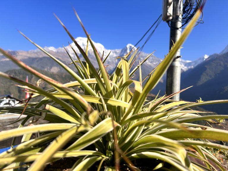 A close-up of a spider plant against a snowy portrait background!