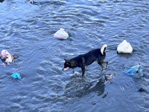 Black dog searching something in the water! 