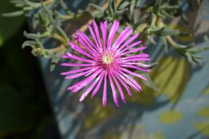 A close up of a pink flower