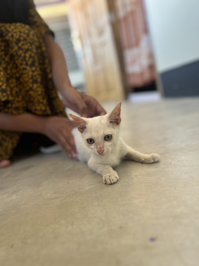 A close-up view of a cute cat holding by human hands.