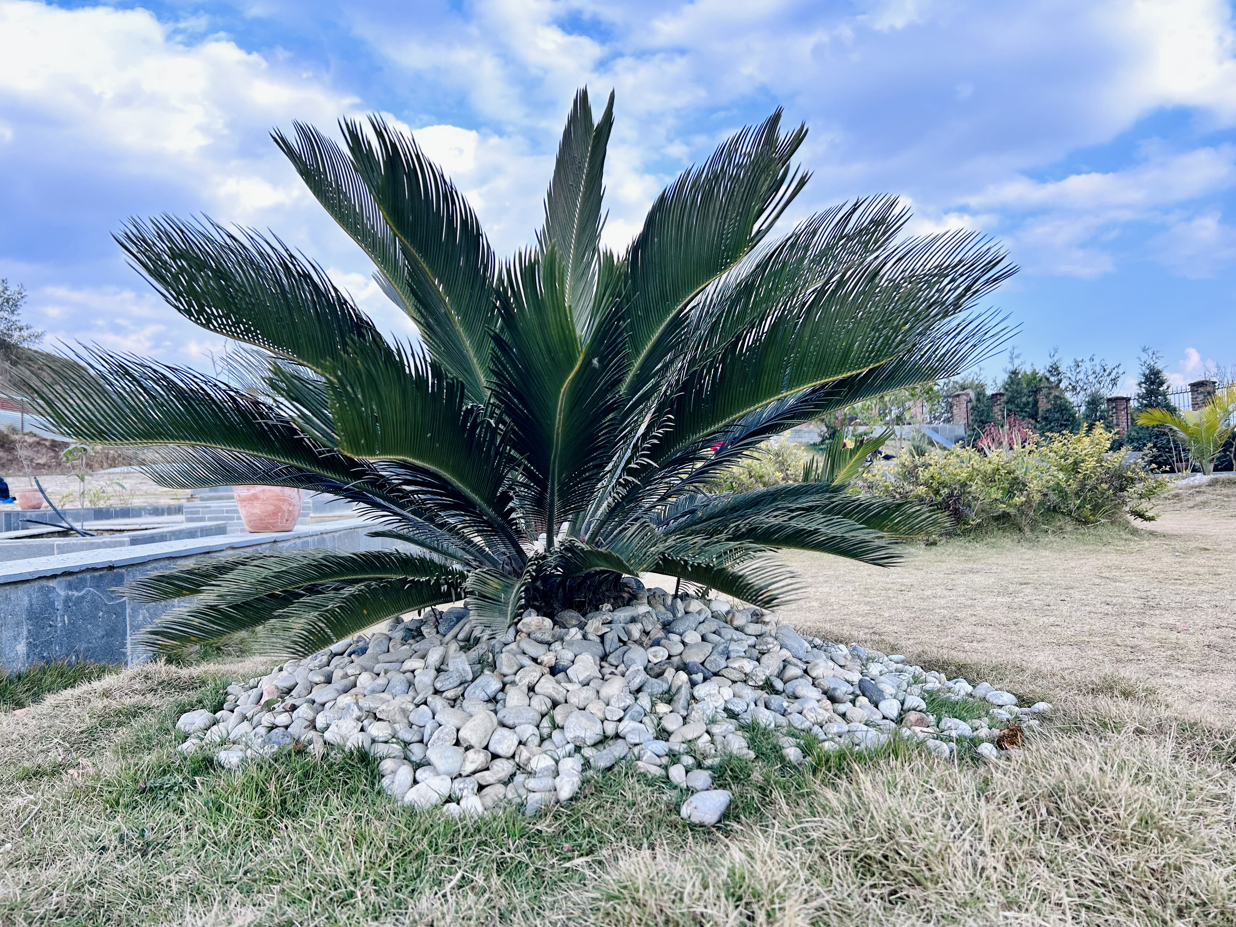 The Cycas Palm stands gracefully, a verdant masterpiece in the heart of the park.